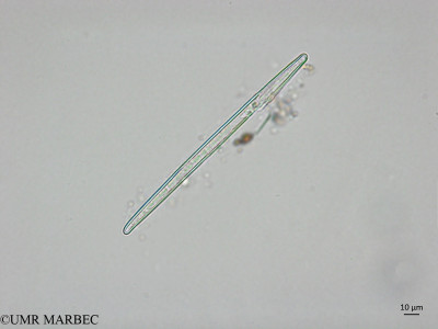 phyto/Brazilian_Nordeste/AtoldasRocas_station22/ABRACOS1 October 2015/Synedra ulna (old S. crystallina -ancien Nitzschia sp2 -Snap-2243)(copy)_thumb.jpg